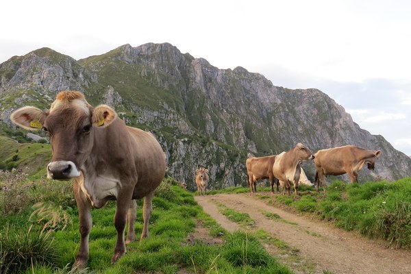 Qualität aus den Bergen