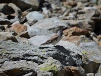 Tiere flüchten vor dem Klimawandel