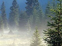 Moore im Klimawandel