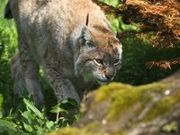 Ris (Lynx lynx)