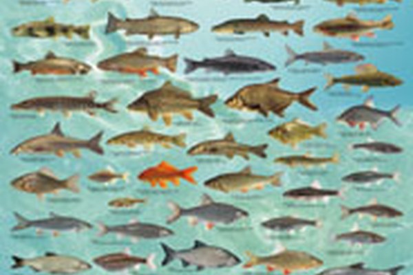 Prizadevanja za večji odlov rib v Alpah