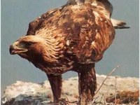 Uspešno izvajanje projektov za zaščito brkatega sera in planinskega orla