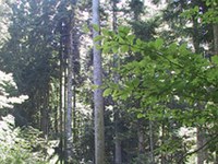 Od umetnosti lesene gradnje do zavitkov sena - Poleg naravnih virov sta največja zaklada Alp sposobnost in zavzetost ljudi.