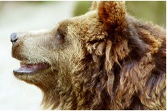 Načrt upravljanja z rjavim medvedom