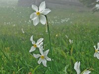 Ohranjanje narcisnih travnikov v Karavankah