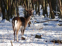 Lihtenštajn predstavil koncept izrednega krmljenja navadnega jelena