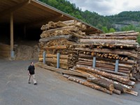 Lesna biomasa iz piemontskih gozdov: WWF že sprožil znak za preplah