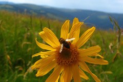 Mednarodni projekti o posledicah podnebnih sprememb na gorskih območjih