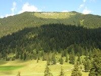 Zveza za varstvo narave izrazila kritiko zaradi sprememb na področju varstva gorskega gozda