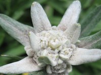 Alpe kmalu brez planik?