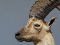 Odstrela kozoroga ne bo