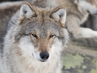 Volk, ris in medved, dobrodošli!