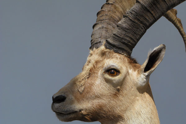 Podnebne spremembe krepijo populacijo kozoroga