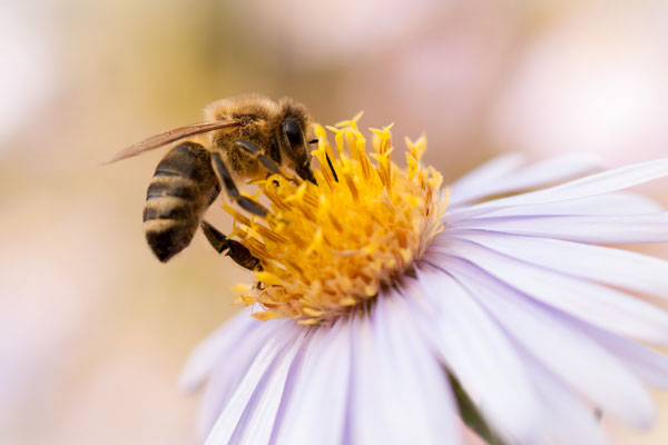 Kolikšna je cena trave?