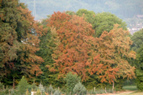 Škoda v gozdovih kot posledica suše: nevarnost podlubnikov