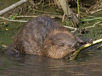 Alpe – domovina volka, risa in bobra