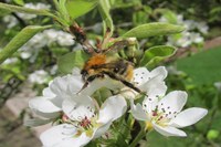 Cvetlice – črpališče hrane za čebele