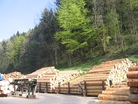 Gospodarjenje z gozdovi mora biti trajnostno