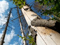 Gozd v podnebni stiski