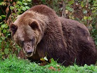 Kako pravilno ravnati s problematičnimi medvedi