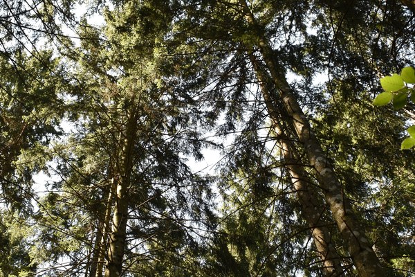 Podpis dogovora o upravljanju gozda