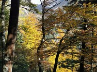 Pomen naravi prepuščenih gozdov za ohranjanje biotske pestrosti