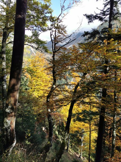 Pomen naravi prepuščenih gozdov za ohranjanje biotske pestrosti