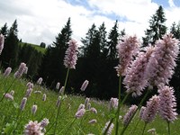 Raznolikost ustvarja kakovostno življenje