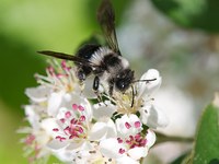 Zapostavljene čebele samotarke