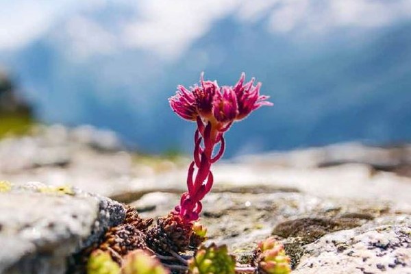 Alpe na odru št. 108 - Pod drobnogledom