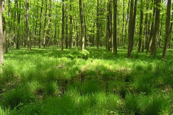 Katere storitve zagotavlja narava v Alpah?