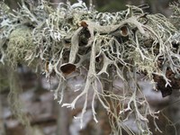 Vortrag: Forschung und Naturschutz - Flechten in den Alpen und in der Antarktis